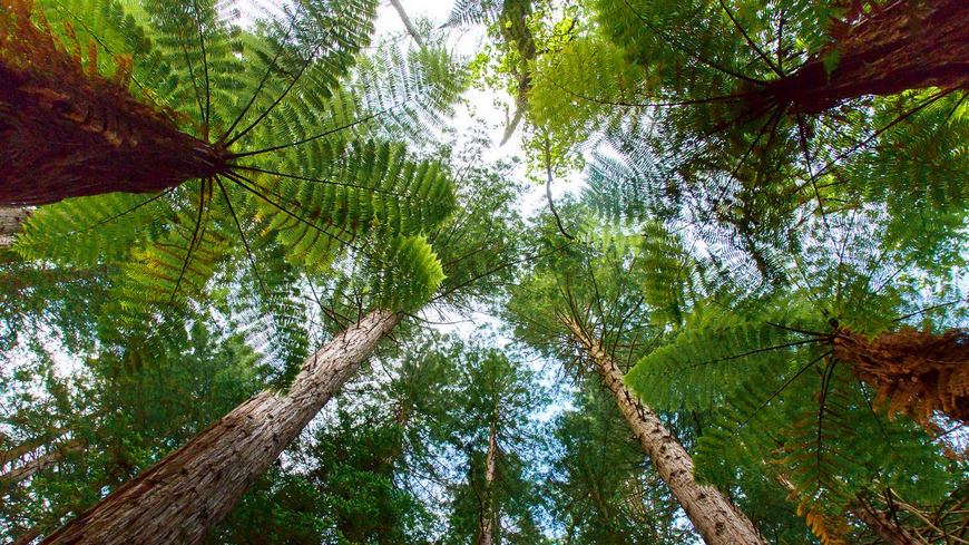 Лес в Новой Зеландии