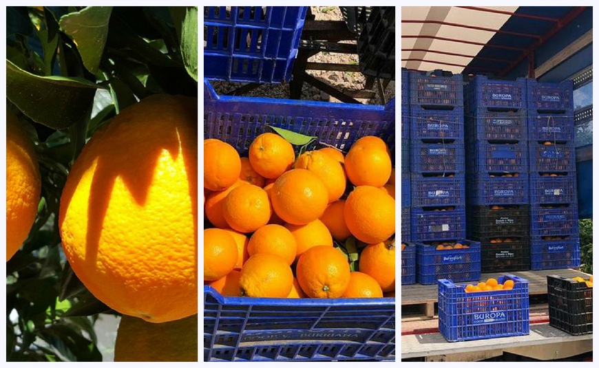 сбор апельсинов урожай фура ящики оранжевый испания валенсия солнце фермер доход 