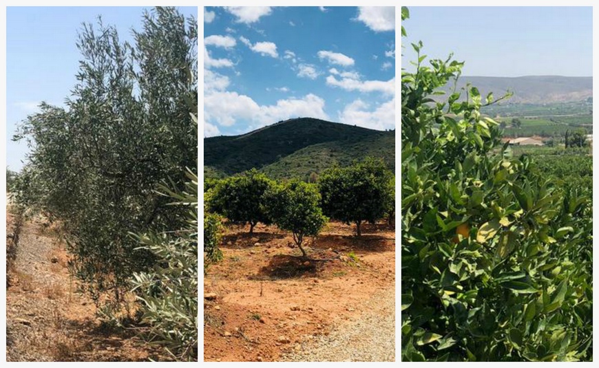 апельсиновые плантации и оливковые рощи валенсия ферма поместье 