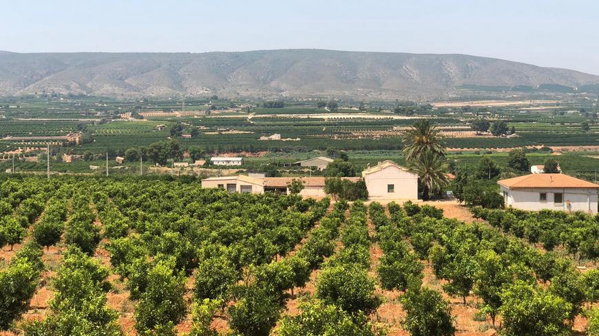 Апельсиновая ферма Валенсия Испания купить бизнес агротуризм апельсин продажа инвестиции переезд отдых